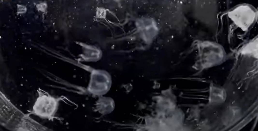 24 gözü var, şeffaf ve renksiz gövdeli! Bilim insanları bile şaşkın, ne kadar tehlikeli olduğu bilinmiyor 6